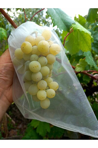 yörük tuhafiye Üzüm Meyve Koruma Torbası ,50 Tane (20X30 CM) ,normal Salkım Boy Üzüm Tül Kesesi