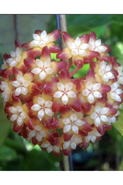 Genel Markalar Hoya Callistophylla Black Cat Mum Çiçeği