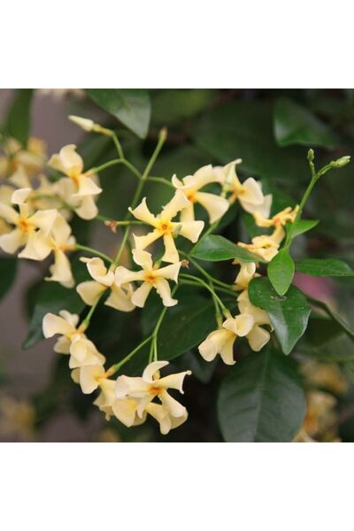 doğaşık Sarı Çiçekli Sarmaşık Yasemin "Star Of Toscane" 1-2 Yaş Arası Tüplü