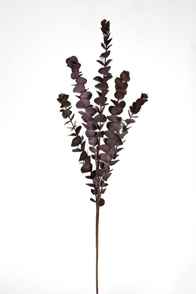 Çinpa Okaliptus Dal 76 Cm 0105804