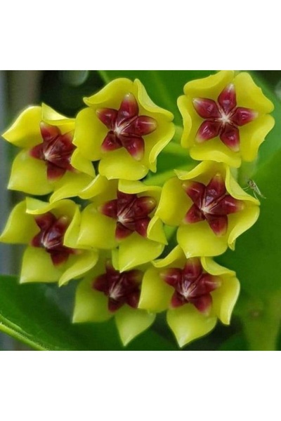 Yades Altın Yıldız Mum Çiçeği Hoya (Sarı rengin parlaklığını ve ortadaki yıldız şeklini ön plana çıkarır)