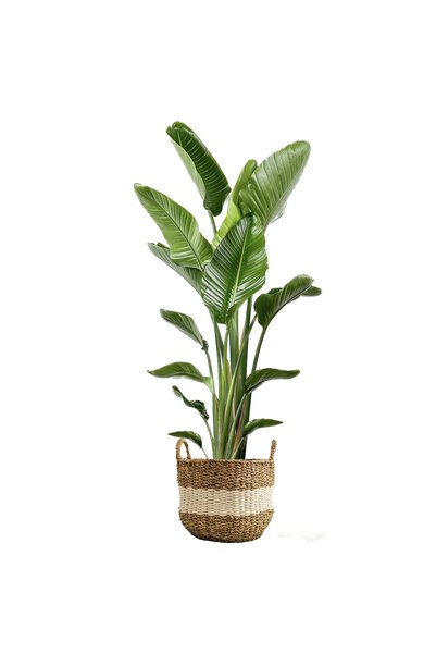 Fidanburada Starliçe XL (Strelitzia) Beyaz Şeritli Hasır Saksılı