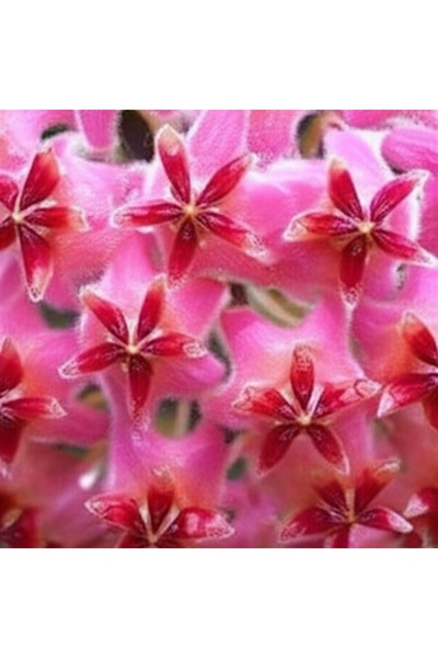 Yades Fuşya Rüya Yıldız Mum Çiçeği (Hoya)