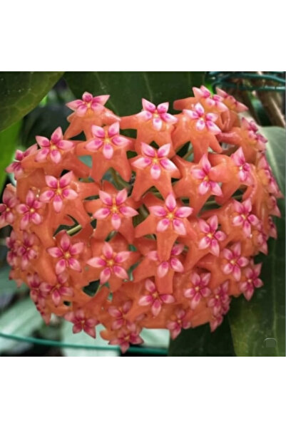 Yades Mercan Yıldızı Mum Çiçeği Hoya