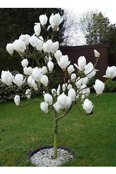 AnkaBahçe Yaprak Döken Manolya Beyaz Renk