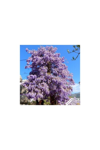 Mimoza Mor Çiçekli Mor Salkım Fidanı (40-60 Cm)