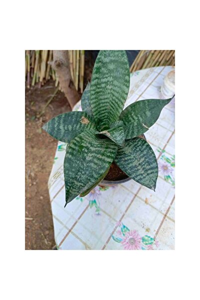 Mimoza Saksılı Bodur Kılıç Çiçeği - Paşa Kılıcı Fidanı 10-20 cm