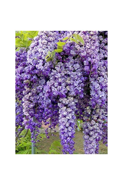 Mimoza Mor Salkım Fidanı 30-60 cm