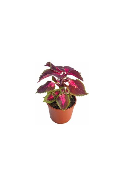 Mimoza Kolyos Yaprak Güzeli Çiçeği Saksıda 10-20 cm