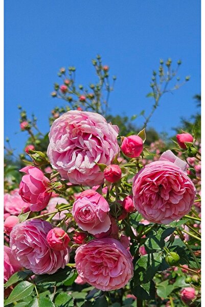 doğaşık Dikensiz Isparta Gülü Fidanı Reçellik ve Yenilebilir 1-2 Yaş Arası