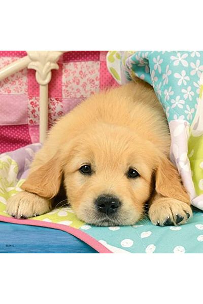 STOREMAX 3X49 Piece Puzzle Puppies Colorful 3+ Star Buy Bz 1087243