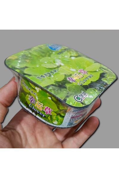 Aowawa The amazing plant Clover Dish grows in weeks when watered, size 9 x 9 x 5 cm