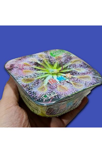 Aowawa The amazing plant, fly swatter, grows in a matter of weeks when watered. Size: 9 x 9 x 5 cm.