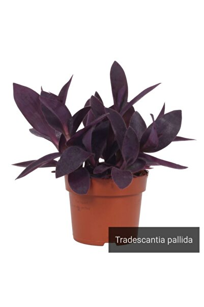 Yades Mor Telgraf Çiçeği Tradescantia Purple Passion