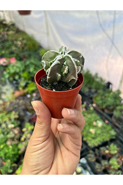 nazlı çiçekçilik astrophytum Fukuryu Hakujo