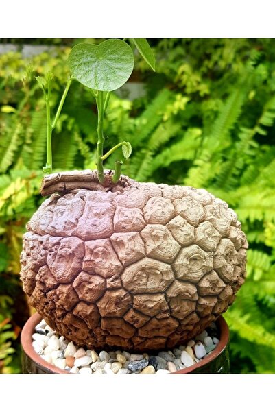 ATLANTE CACTUS Stephania Suberosa - Medium Boy