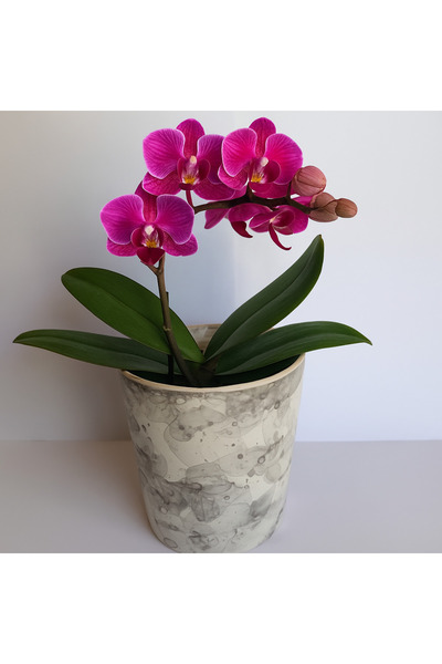 ESENOĞLU TİCARET SERAMİK SAKSI - Orkide çiçeği için seramik saksı