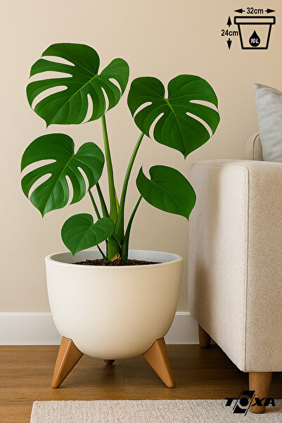 ToXA Ayaklı Küre Saksı 10 Litre Krem 32cm Plastik Drenajlı Süzgeçli Bonsai Bitki Çiçek Saksısı Ufo No3