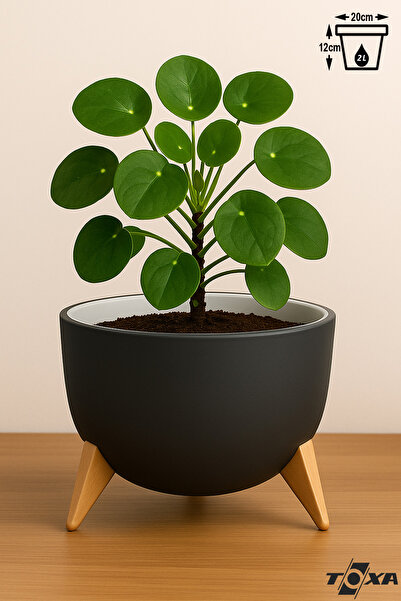 ToXA Ayaklı Küre Saksı 2 Litre Antrasit 19,5cm Süzgeçli Plastik Bonsai Çiçek Kaktüs Saksısı Ufo No1