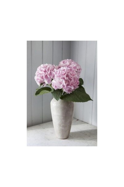 NANDİNA BOTANİK Canlı Ortanca Çiçeği Fidanı-aşılı Tülü Pudra Pembe Renk