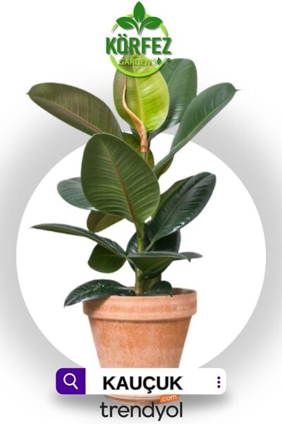 GoldLotus Kauçuk Bitkisi Tekli 50 60 Cm