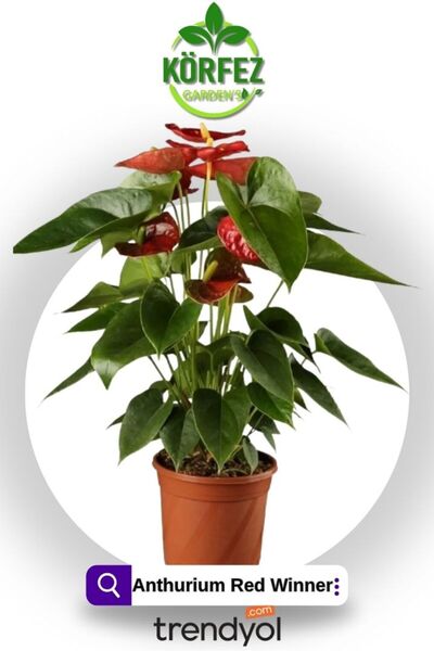 SENA BOTANİK VE ÇİÇEK Anthurium Andraeanum Red-kırmızı Antoryum Flamingo Çiçe...