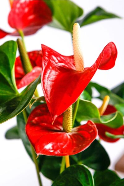 Cemre Garden Anthurium Red - Flamingo Çiçeği Antoryum - Ev Ofis Salon Iç Mekan Bitkisi - 45 Cm