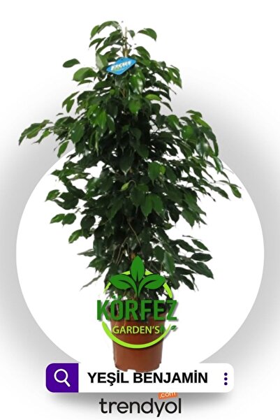 GoldLotus Ficus Benjamin 90-110 Cm