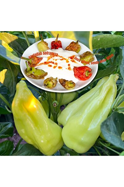 AKYAYLA KAHVALTI EVİ Taze Kale Biberi 3500 gr