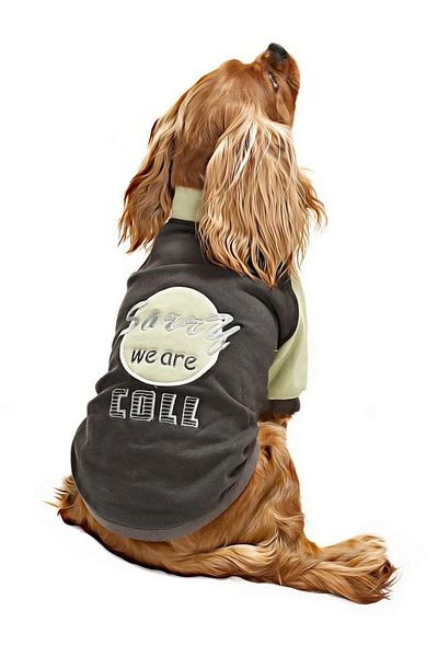 Petza Small and Medium Breed Dog Sweatshirt - Ramora - Dog Outfit