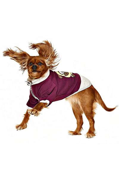 Petza Small and Medium Breed Dog Sweatshirt - Ingo Purple - Dog Outfit