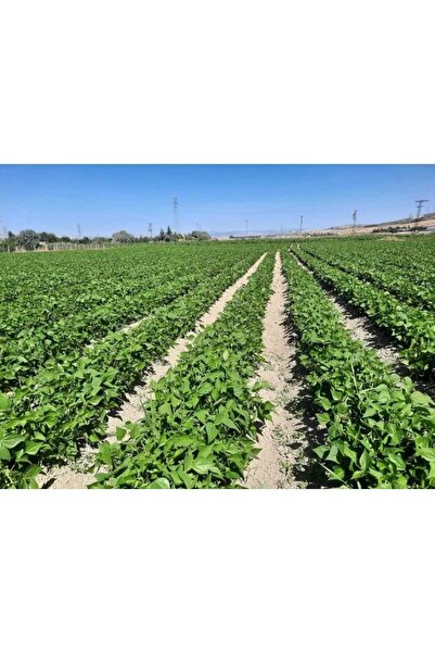 karaoğlan tarım Oturak Taze Yeşil Fasulye Cino Fasulye Tohumu 100 Gr. (250 ADET)
