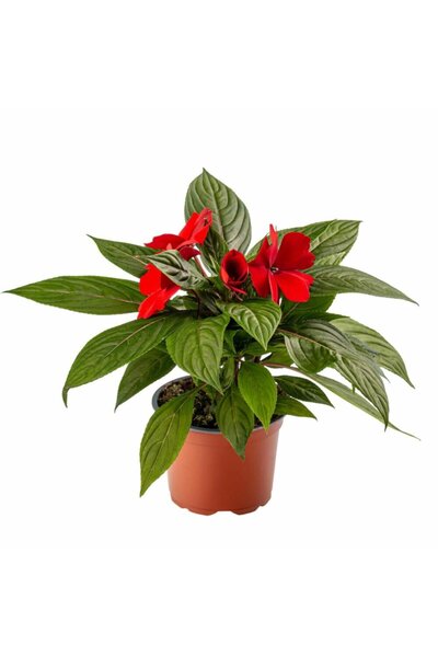 The Best Online Thebestonline Kırmızı Yeni Gine ( Cam Güzeli) Çiçeği