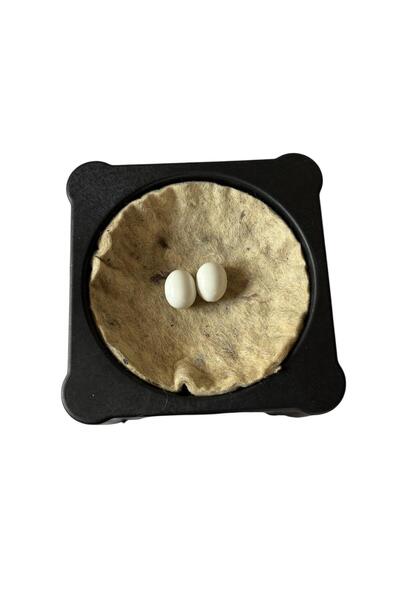 AN-GA AVM Güvercin Kare Folluk, Keçe ve Maket Yumurta