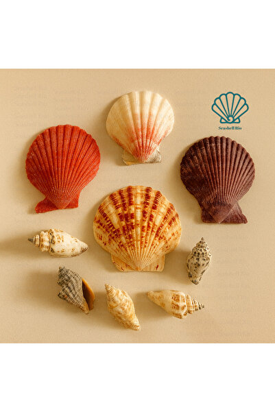 Seashell Rio Renkli Deniz Kabukları Seti – 4 Pecten (3-5 cm) + 5 Küçük Kabuk ...