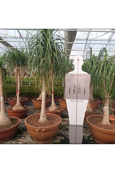 Yades Nolina Fil Ayağı Büyük Boy BEAUCERNEA RECURVATA