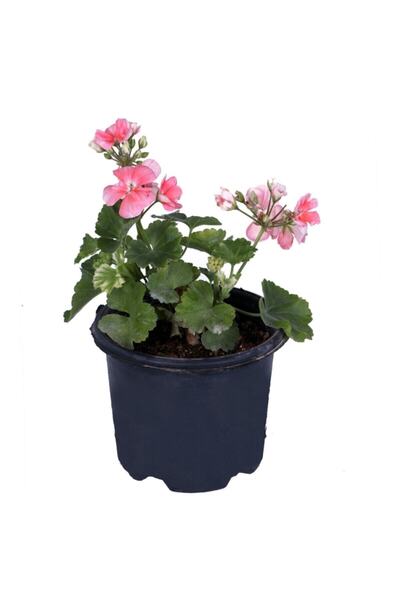 The Best Online Thebestonline Sardunya Çiçeği Saksı'da - Pelargonium - Açık P...