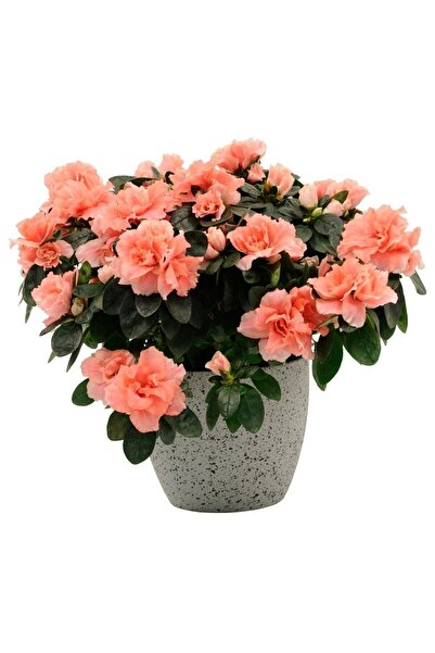 The Best Online Thebestonline Açelya Azalea Bitkisi Iç Mekan 2 Adet Karışık Renk