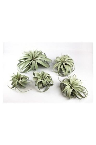 OEM Air Plant, Tillandsia Xerographica, Mini Mini