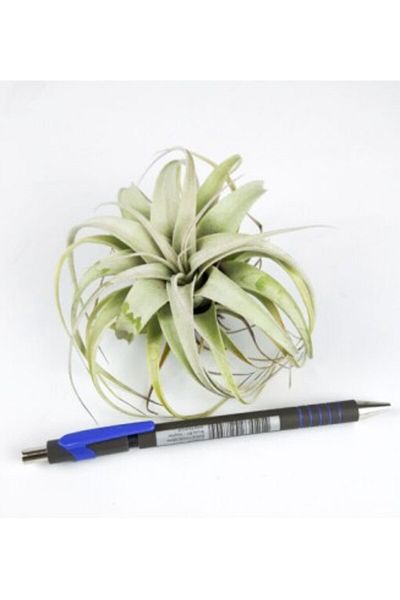 CORSA Tillandsia Xerographica Bonsai - Large