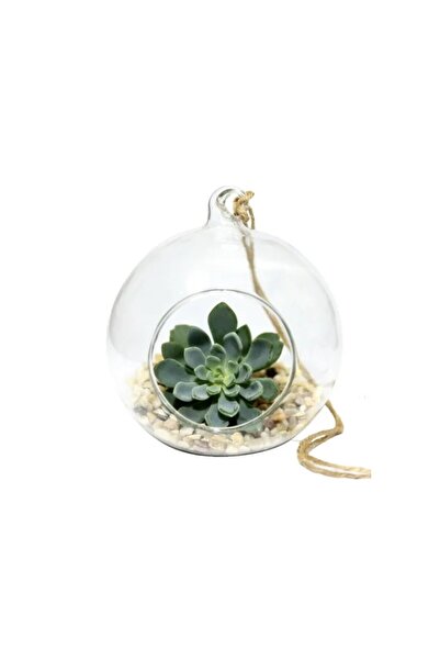 OEM Round Terrarium Glass Globe, 12cm