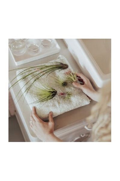 CORSA Planta aeriană Tillandsia Usneoides Green - Mare