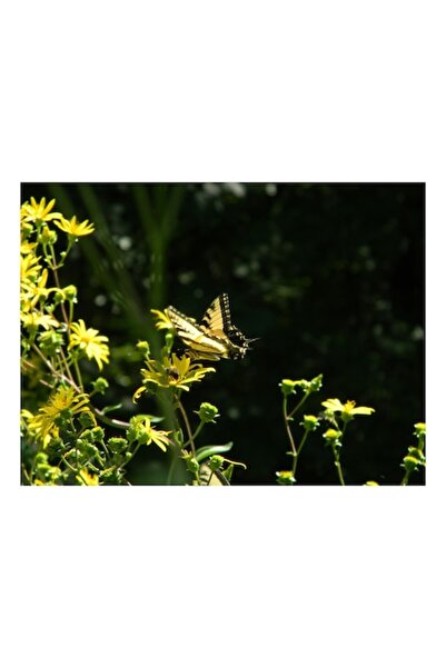 OEM Pictură pe pânză, „Fluture printre flori galbene strălucitoare”, 90 x 50cm