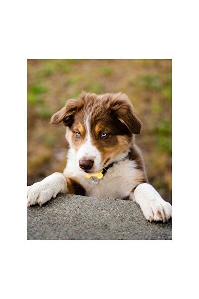 OEM Pictură pe pânză, „Câine curios explorând lumea din jur”, Câine, Blană, C...