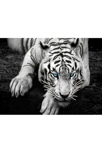 OEM Covor Antiderapant, Tiger, Multicolor, 120x180cm