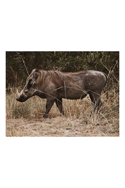 OEM Pictură pe pânză, „Mistreț cu colți în savana africană”, Mistreț, Neîmblâ...