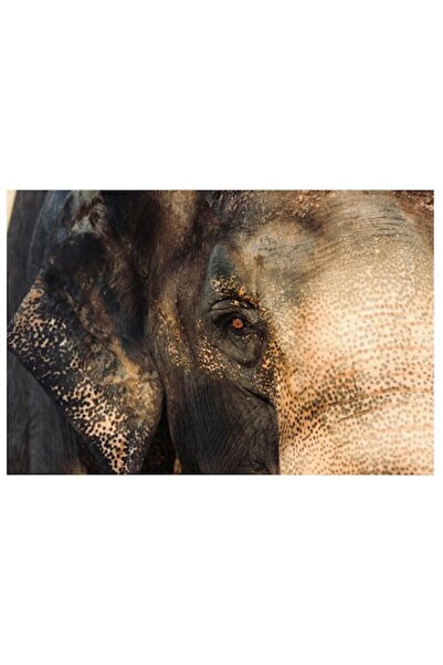 OEM Tablou Canvas, "Privirea enigmatica a elefantului asiatic", 100 x 100cm