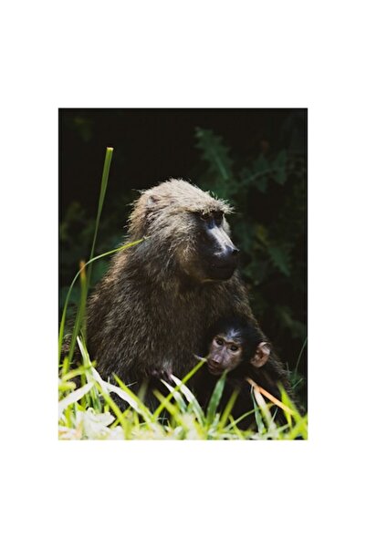 OEM Tablou Canvas, 'Maimuta cu pui in natura salbatica'