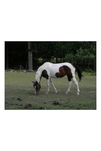 OEM Tablou Canvas, "Cal pestrit pascand in liniste", 70 x 50cm