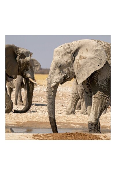 OEM Pictură pe pânză, „Elefanți care beau în savană”, 150 x 100 cm
